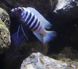 Metriaclima zebra 'Thumbi West'